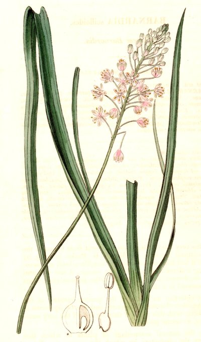 بارنارديا جابونيكا بواسطة جون ليندلي